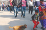 shimla cort