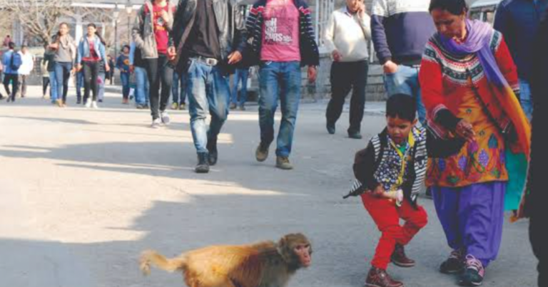 shimla cort