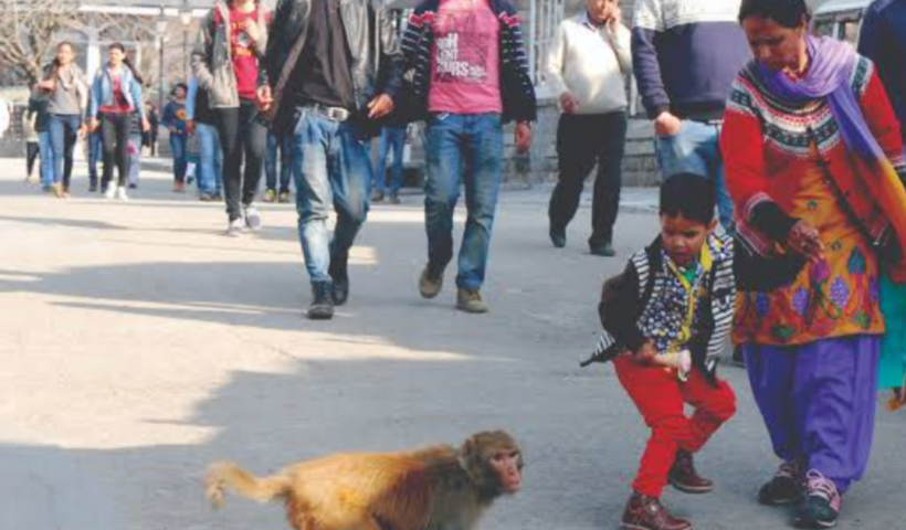 shimla cort