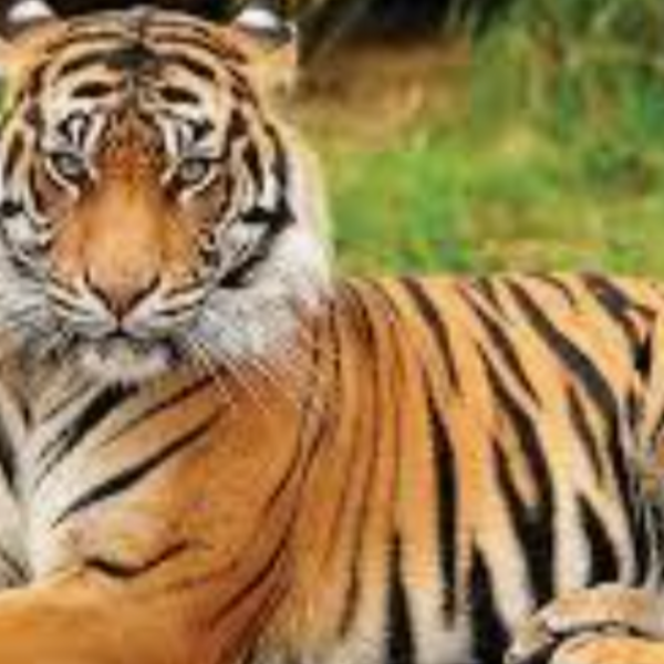 tiger