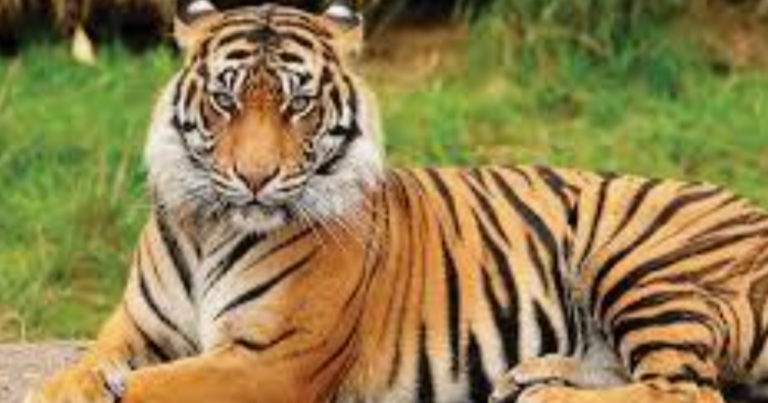 tiger