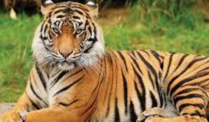 tiger
